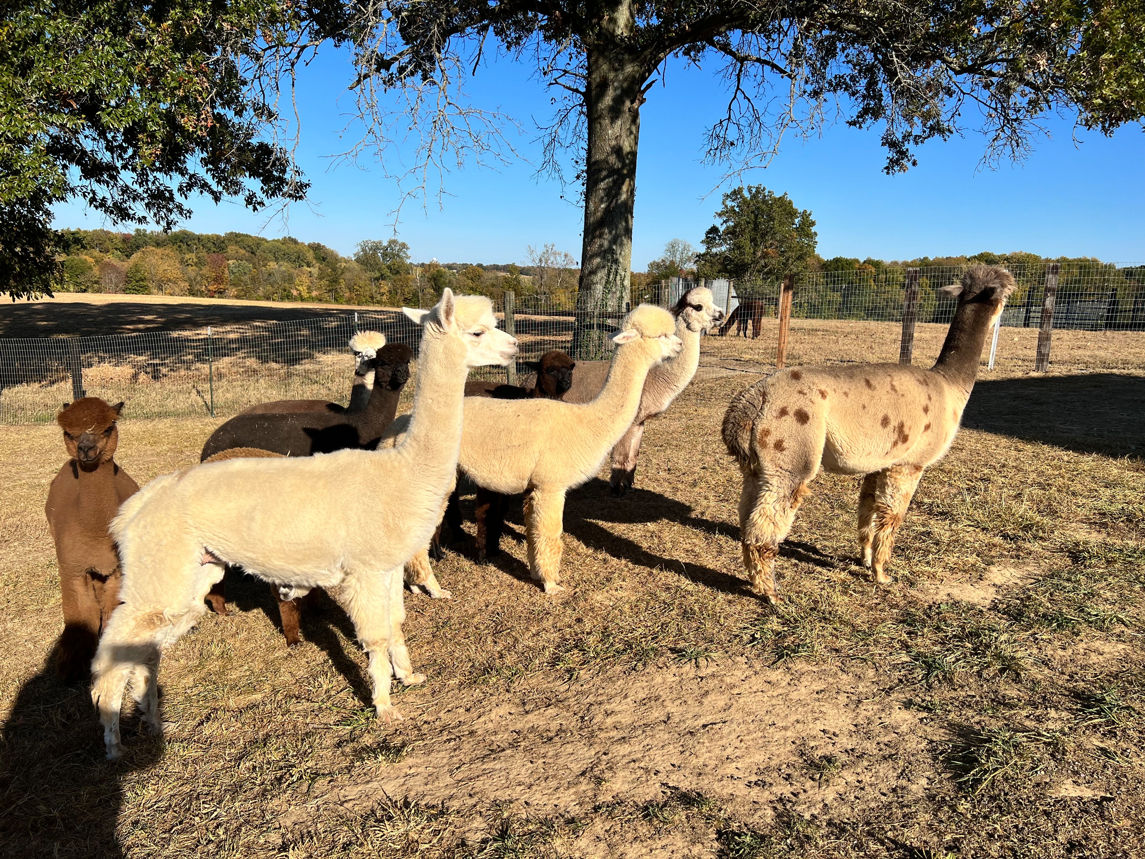 Alpacas in a picturesque farm setting