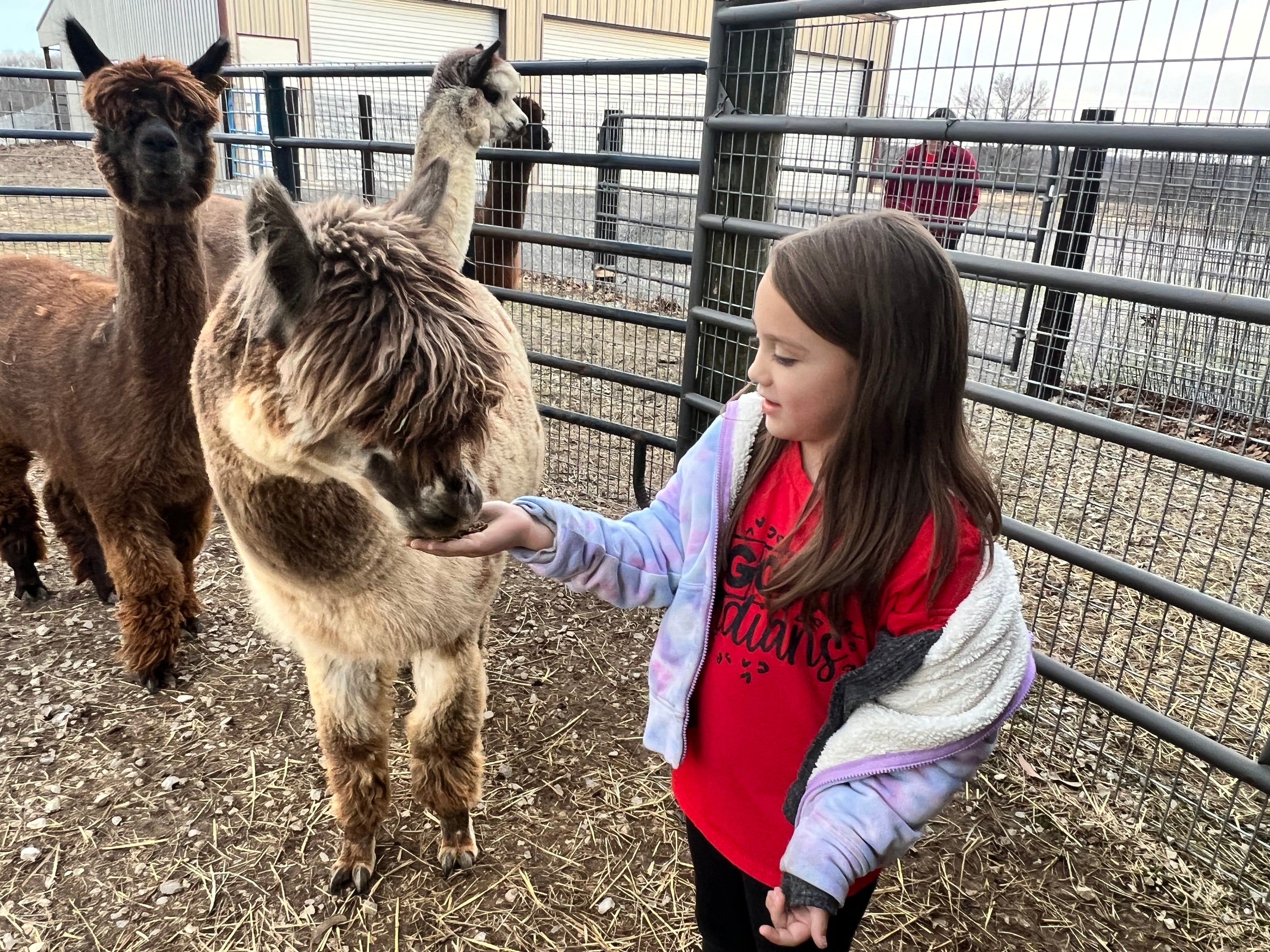 Hands-on alpaca feeding experience for all ages