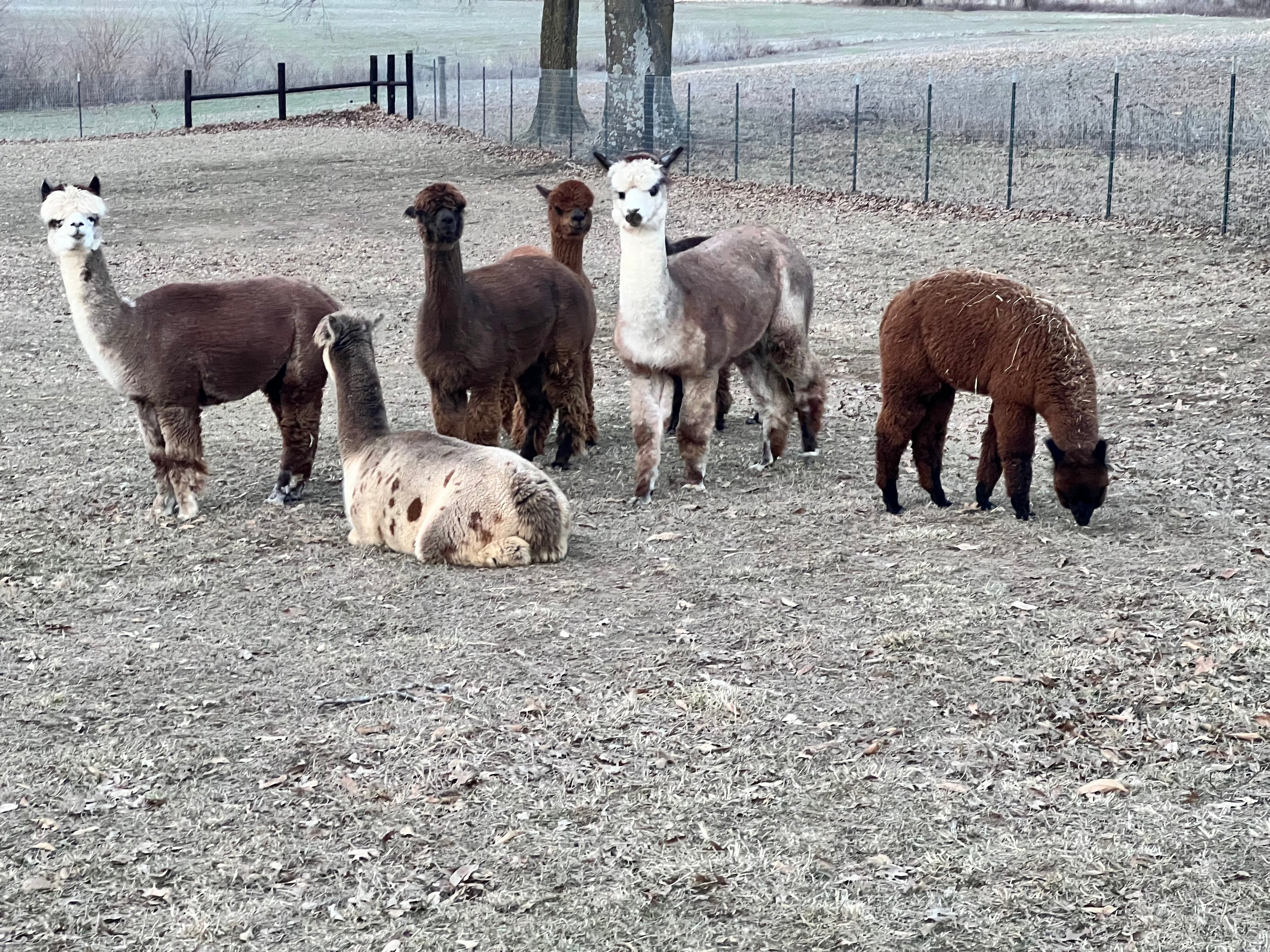 A group of charming alpacas in their natural habitat